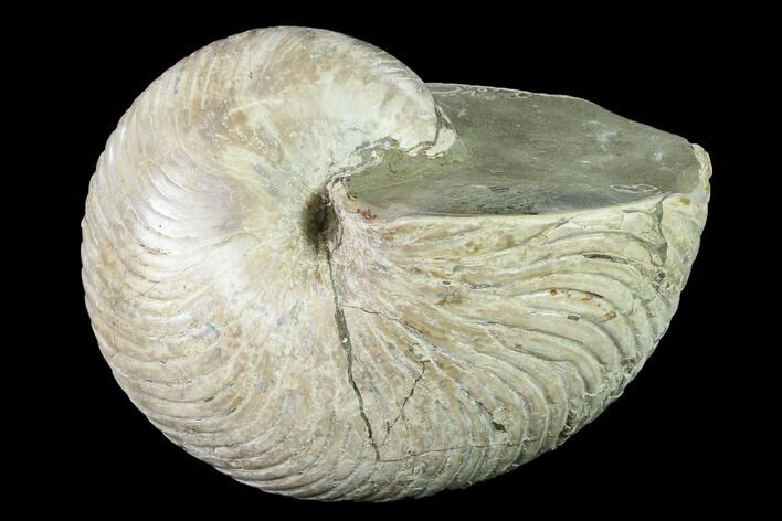 Fossil Nautilus (Cymatoceras) - Madagascar #140436